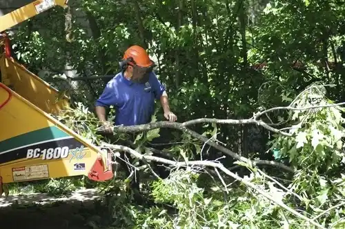 tree services West Glendive